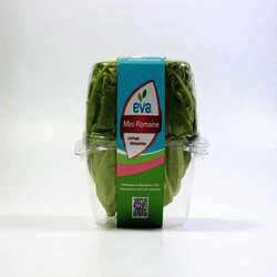 Lechuga Baby Romaine Hidroponica 1 Pieza