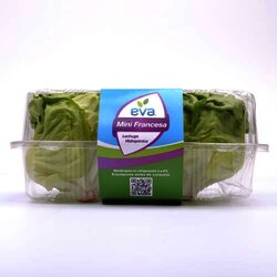 Lechuga Mini Francesa Eva Hidroponic 1 Pieza