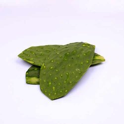 Nopal Penca Limpio 1 Kilogram