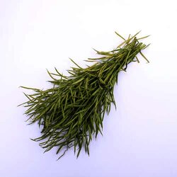 Vaina Pajaro 1 Pieza