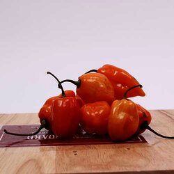 Chile Habanero 1 Kilogram
