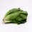 Lechuga Orejona 1 Pieza