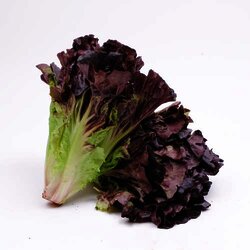 Lechuga Roja 1 Pieza