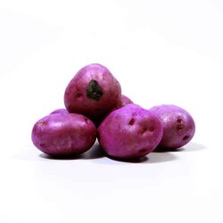 Papa Gallo 1 Kilogram