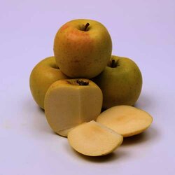 Manzana Golden Chihuahua 1 Kilogram