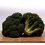 Brocoli 1 Kilogram