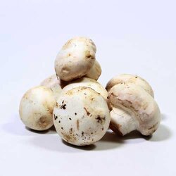 Champiñon Blanco A Granel 1 Kilogram