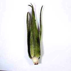 Penca De Sabila 1 Pieza