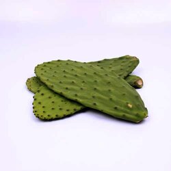 Nopal Penca Con Espina 1 Kilogram